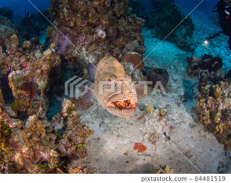 Grouper on Coral Reef (Tiger Grouper) (Grand Cayman, Cayman Islands) 84481519