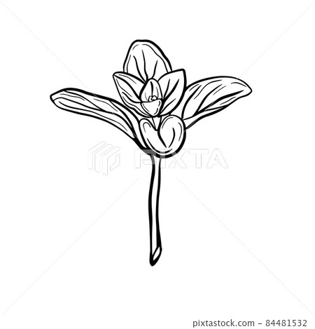 Oregano leaves isolated on a white background Oregano leaves isolated on a white background 84481532