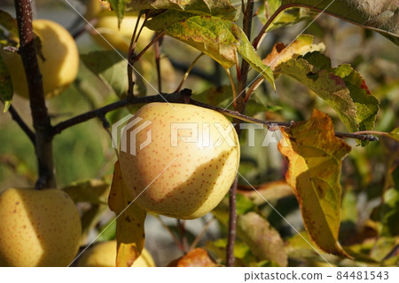 Apple champagne 84481543