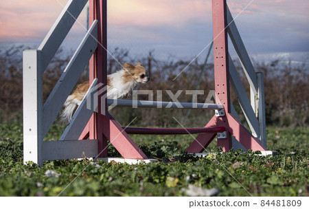 training of agility training of agility 84481809