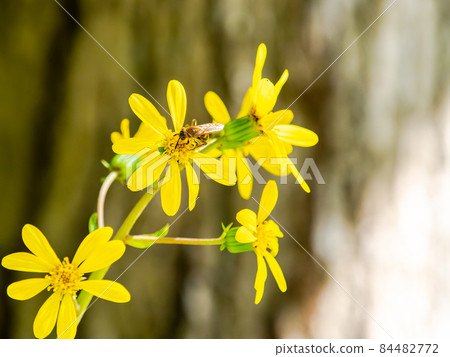 秋季傳統:蜜蜂採集黃豹植物和花蜜 秋季傳統:蜜蜂採集黃豹植物和花蜜 84482772