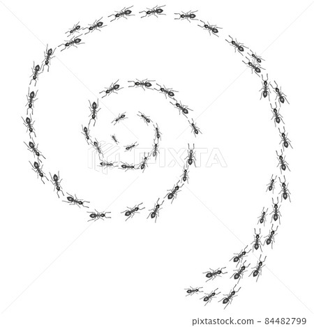 A trail of ants. Insects march along the swirl line. Vector A trail of ants. Insects march along the swirl line. Vector 84482799