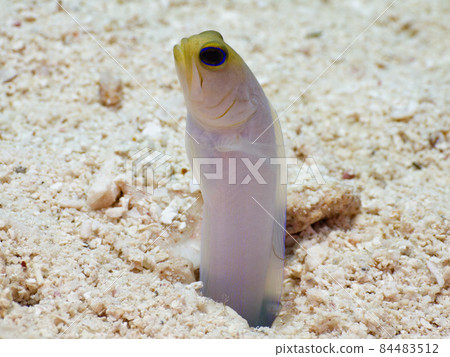 Opistognathidae lurking in burrows (Yellowhead Jawfish) (Grand Cayman, Cayman Islands) Opistognathidae lurking in burrows (Yellowhead Jawfish) (Grand Cayman, Cayman Islands) 84483512