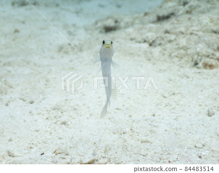 Opistognathidae in the air (Yellowhead Jawfish) (Grand Cayman, Cayman Islands) 84483514