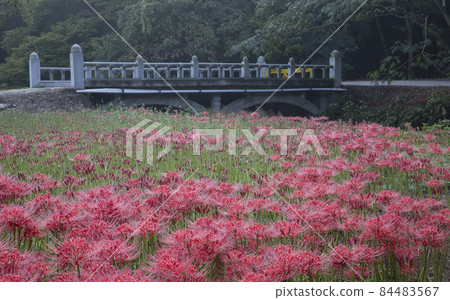 Morning scenery of Seonunsa Temple in Gochang with red flowers Morning scenery of Seonunsa Temple in Gochang with red flowers 84483567