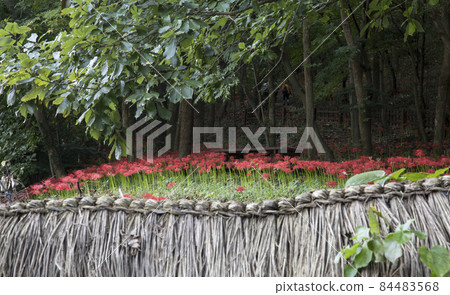 Morning scenery of Seonunsa Temple in Gochang with red flowers Morning scenery of Seonunsa Temple in Gochang with red flowers 84483568