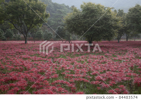 Morning scenery of Glory Bulgapsa Temple in full bloom with red flowers Morning scenery of Glory Bulgapsa Temple in full bloom with red flowers 84483574