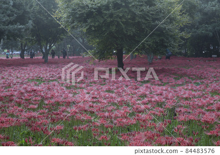 Morning scenery of Glory Bulgapsa Temple in full bloom with red flowers Morning scenery of Glory Bulgapsa Temple in full bloom with red flowers 84483576