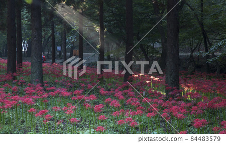 Morning scenery of Glory Bulgapsa Temple in full bloom with red flowers Morning scenery of Glory Bulgapsa Temple in full bloom with red flowers 84483579