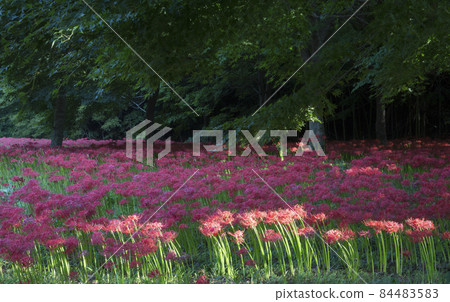 Morning scenery of Glory Bulgapsa Temple in full bloom with red flowers Morning scenery of Glory Bulgapsa Temple in full bloom with red flowers 84483583