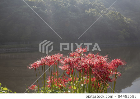 Morning scenery of Glory Bulgapsa Temple in full bloom with red flowers Morning scenery of Glory Bulgapsa Temple in full bloom with red flowers 84483585