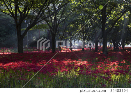 Morning scenery of Glory Bulgapsa Temple in full bloom with red flowers Morning scenery of Glory Bulgapsa Temple in full bloom with red flowers 84483594