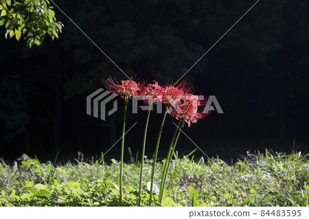 Morning scenery of Glory Bulgapsa Temple in full bloom with red flowers Morning scenery of Glory Bulgapsa Temple in full bloom with red flowers 84483595