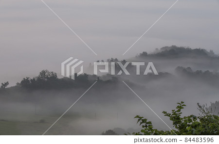 Dreamy forest landscape in thick fog Dreamy forest landscape in thick fog 84483596