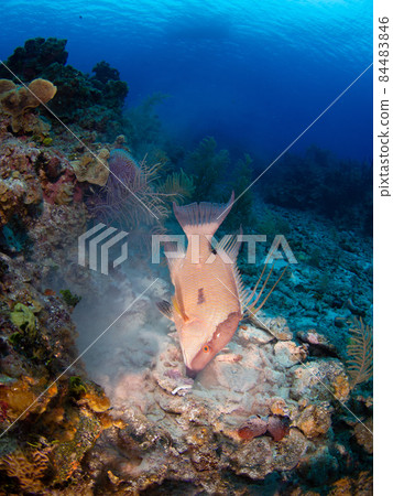 Bella's companion digging up the galley (Hogfish) (Grand Cayman, Cayman Islands) 84483846