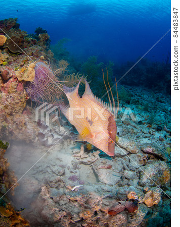 Bella's companion digging up the galley (Hogfish) (Grand Cayman, Cayman Islands) 84483847