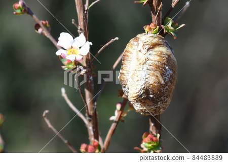 Hierodula patellifera 放置在繡線菊的一個分支上 Hierodula patellifera 放置在繡線菊的一個分支上 84483889