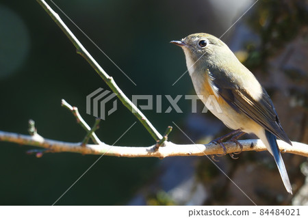 Ruribitaki (female) Ruribitaki (female) 84484021