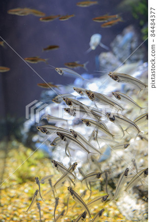 【魚】半透明草鯰【水族館】 84484377