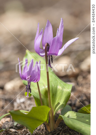 Katakuri Katakuri 84484430