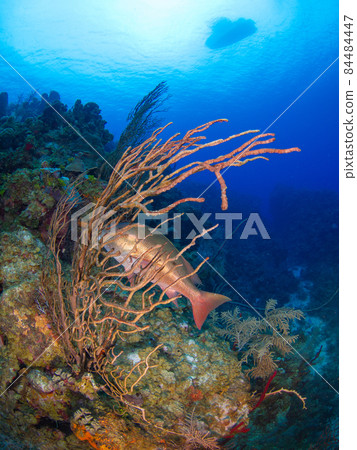 Snappers hiding behind sea urchins (Grand Cayman, Cayman Islands) 84484447