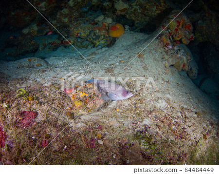 Grouper companions standing in the shade of a rock (Grand Cayman, Cayman Islands) 84484449