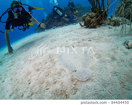 Flatfish mimicking the bottom of the sand (Grand Cayman, Cayman Islands) 84484450