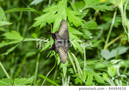 Swallowtail butterfly Swallowtail butterfly 84484916