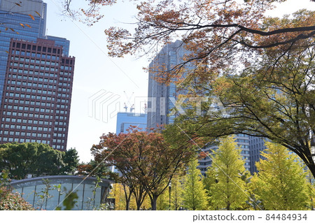 A row of yellow-leaved ginkgo trees on Gyoko-dori, Marunouchi, Chiyoda-ku, Tokyo A row of yellow-leaved ginkgo trees on Gyoko-dori, Marunouchi, Chiyoda-ku, Tokyo 84484934