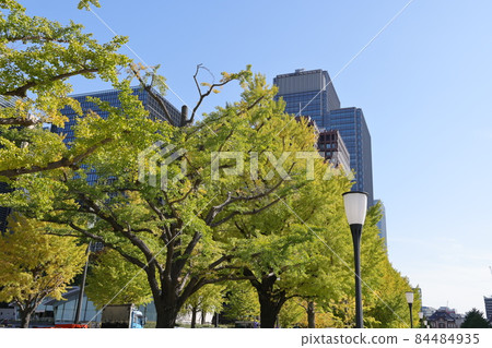 A row of yellow-leaved ginkgo trees on Gyoko-dori, Marunouchi, Chiyoda-ku, Tokyo 84484935