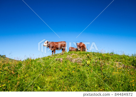 Cows in a mountain field. The Grand-Bornand, France 84484972