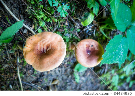 Mushroom closeup view in a forest Mushroom closeup view in a forest 84484980