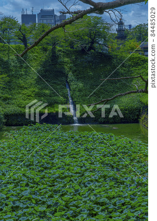 Ushigabuchi (a moat outside the Shimizu Gate on the east side of Kitamaru Park in Chiyoda-ku, Tokyo) 84485029
