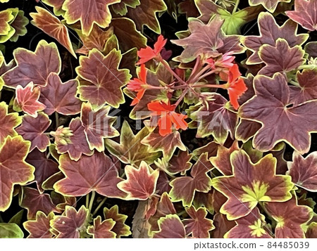 Momigi leaf geranium 84485039