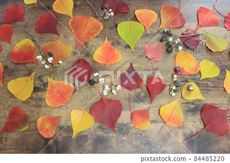 中國烏桕 84485220