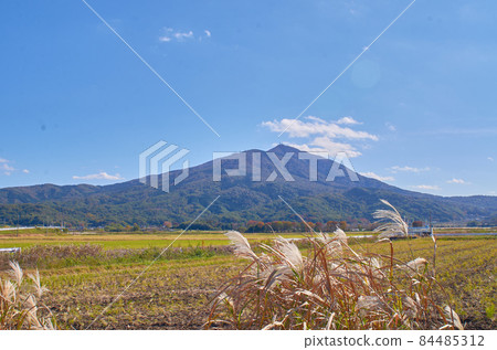 Mount Tsukuba Miscanthus 84485312