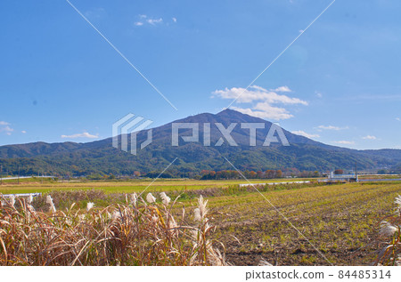 Mount Tsukuba Miscanthus 84485314
