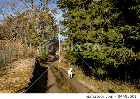 Chasing goat Chasing goat 84485601