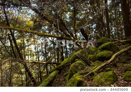 Mossy mountains Mossy mountains 84485609