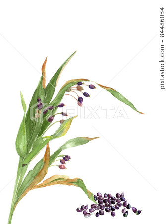 [Watercolor illustration] Coix seeds and fallen white background with copy space Transparent background 84486034