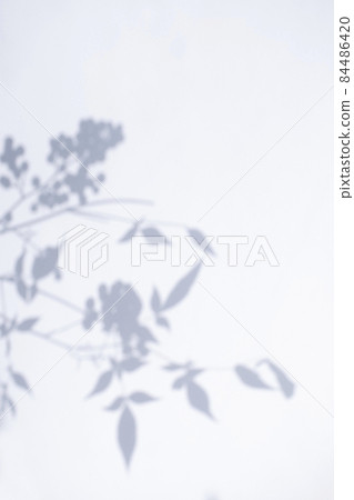 Plant shadows and margins Plant shadows and margins 84486420