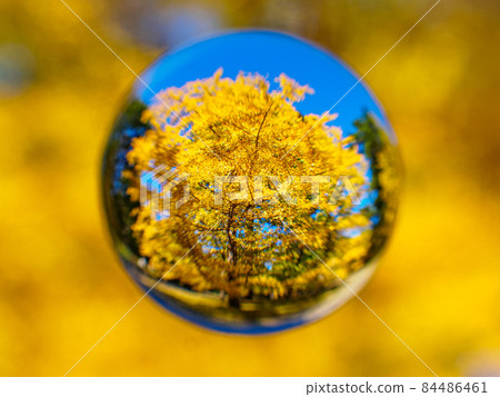 銀杏（空玉） 84486461