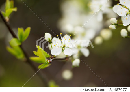 Defocused floral background with cherry blossoms on green leaves Defocused floral background with cherry blossoms on green leaves 84487077