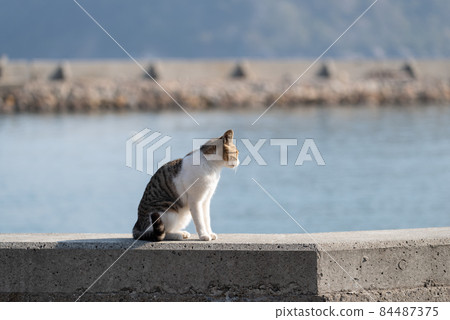 Seaside cat Kijitora White Seaside cat Kijitora White 84487375