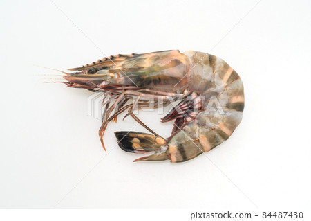 fresh tiger prawn or shrimp 84487430