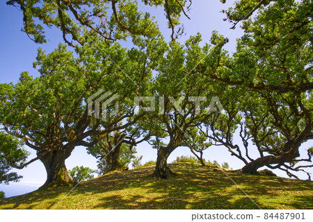 great fanal forest in nice madeira island  84487901