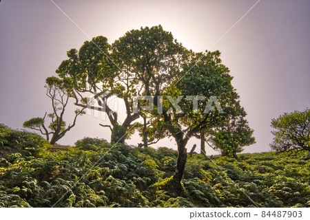great fanal forest in nice madeira island  84487903