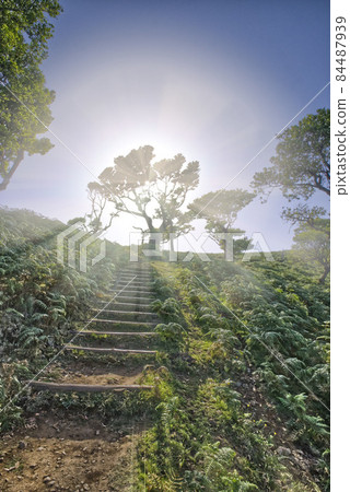 great fanal forest in nice madeira island  84487939