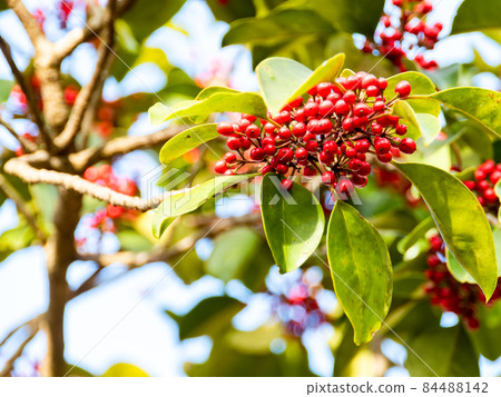 秋季傳統：美麗的火棘紅色果實 84488142