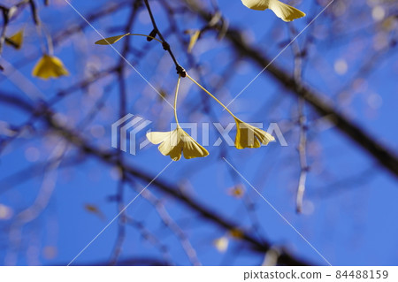 Yellowish ginkgo biloba 84488159